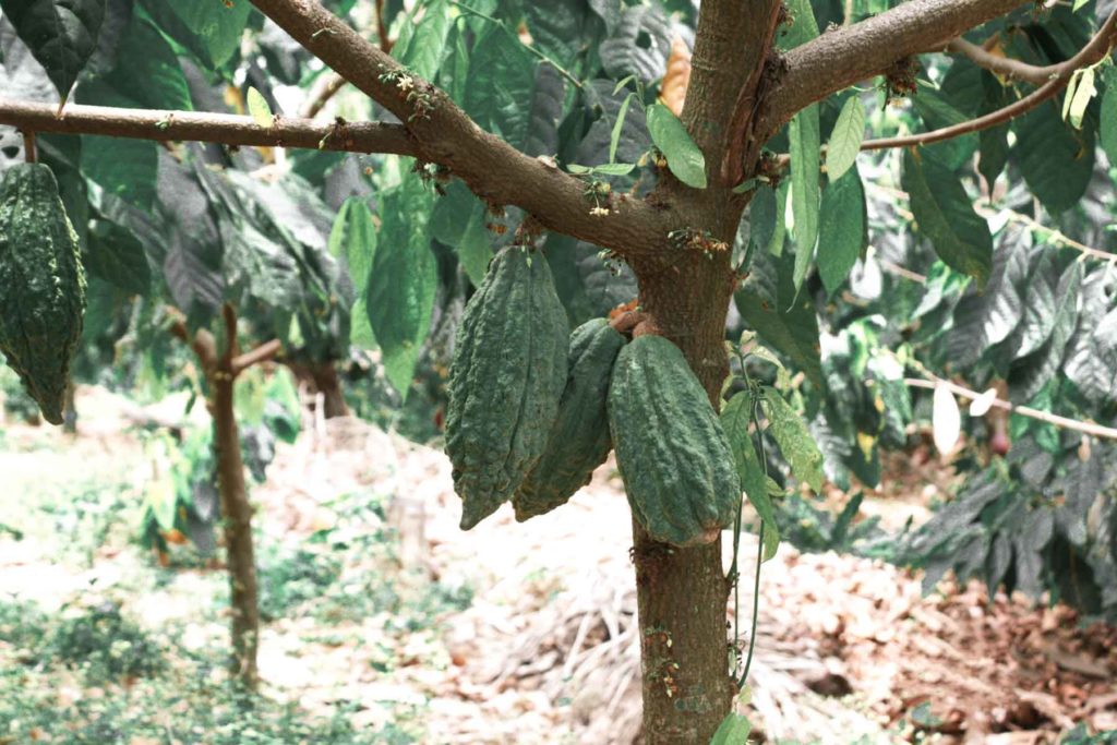 produzione etica e sostenibile di cacao. Vai Cacao