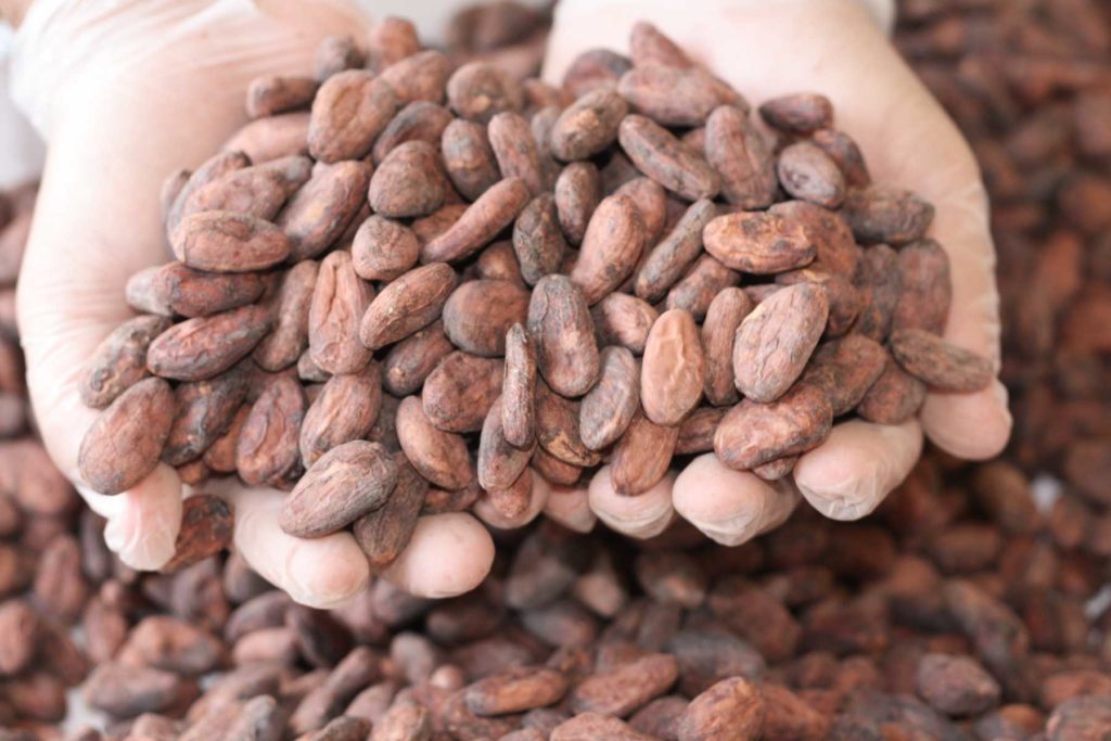 produzione etica e sostenibile di cacao. Vai Cacao